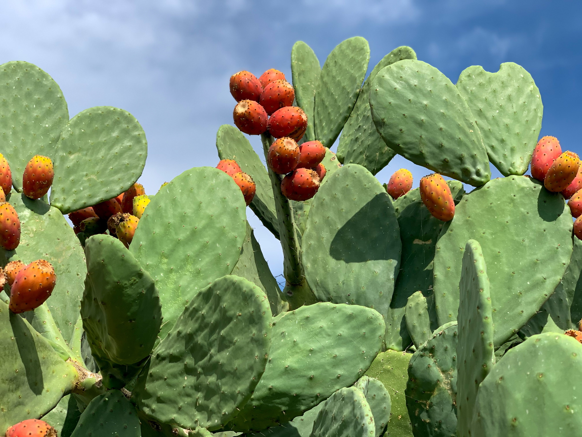 Pretty Nopal NOPAL | ZIELNIK WYBRANYCH PERUWIAŃSKICH ROŚLIN